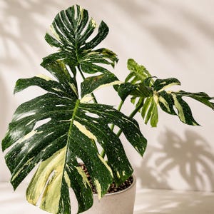 May include: A variegated Monstera plant with large, deeply lobed, dark green leaves featuring irregular cream and white splashes and speckles. The plant is potted in a simple, light-colored, cylindrical container with visible soil at the base.