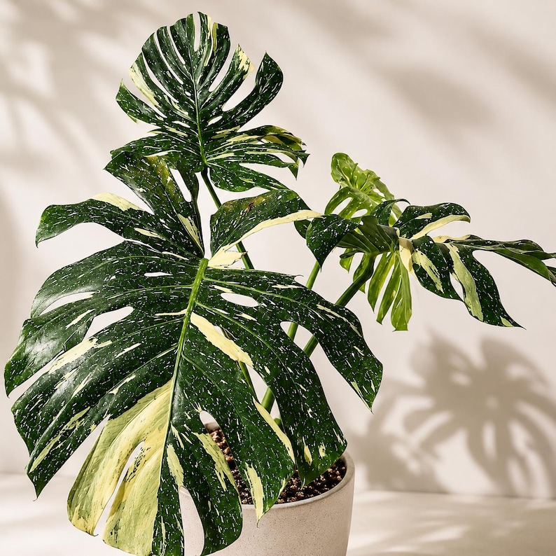 May include: A variegated Monstera plant with large, deeply lobed, dark green leaves featuring irregular cream and white splashes and speckles. The plant is potted in a simple, light-colored, cylindrical container with visible soil at the base.