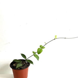 Hoya Fitchii in 4&quot; pot - with new growth, rare Hoya, hard to find Hoya - Exact Hoya #113