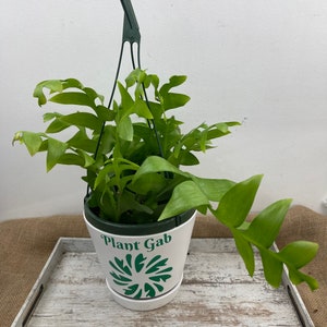Selenicereus Chrysocardium Cutting: Fern Leaf Shark Tooth Cactus (Unrooted 6&quot;)
