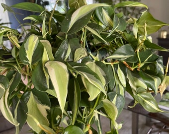 Silver Stripe Philodendron Cutting - UNROOTED cutting -  Philodendron Silver Stripe cutting