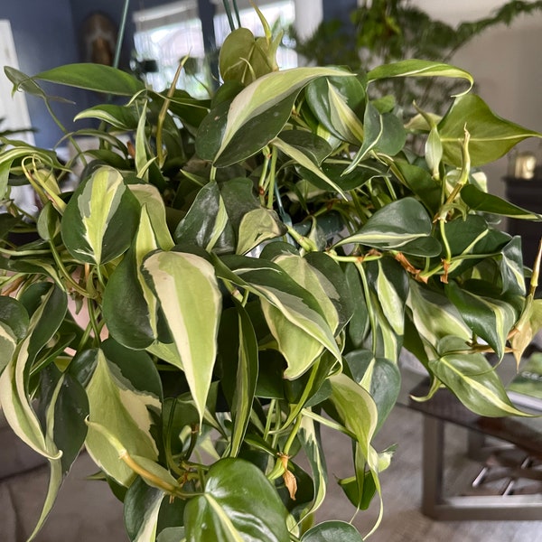 Silver Stripe Philodendron Cutting - UNROOTED cutting -  Philodendron Silver Stripe cutting