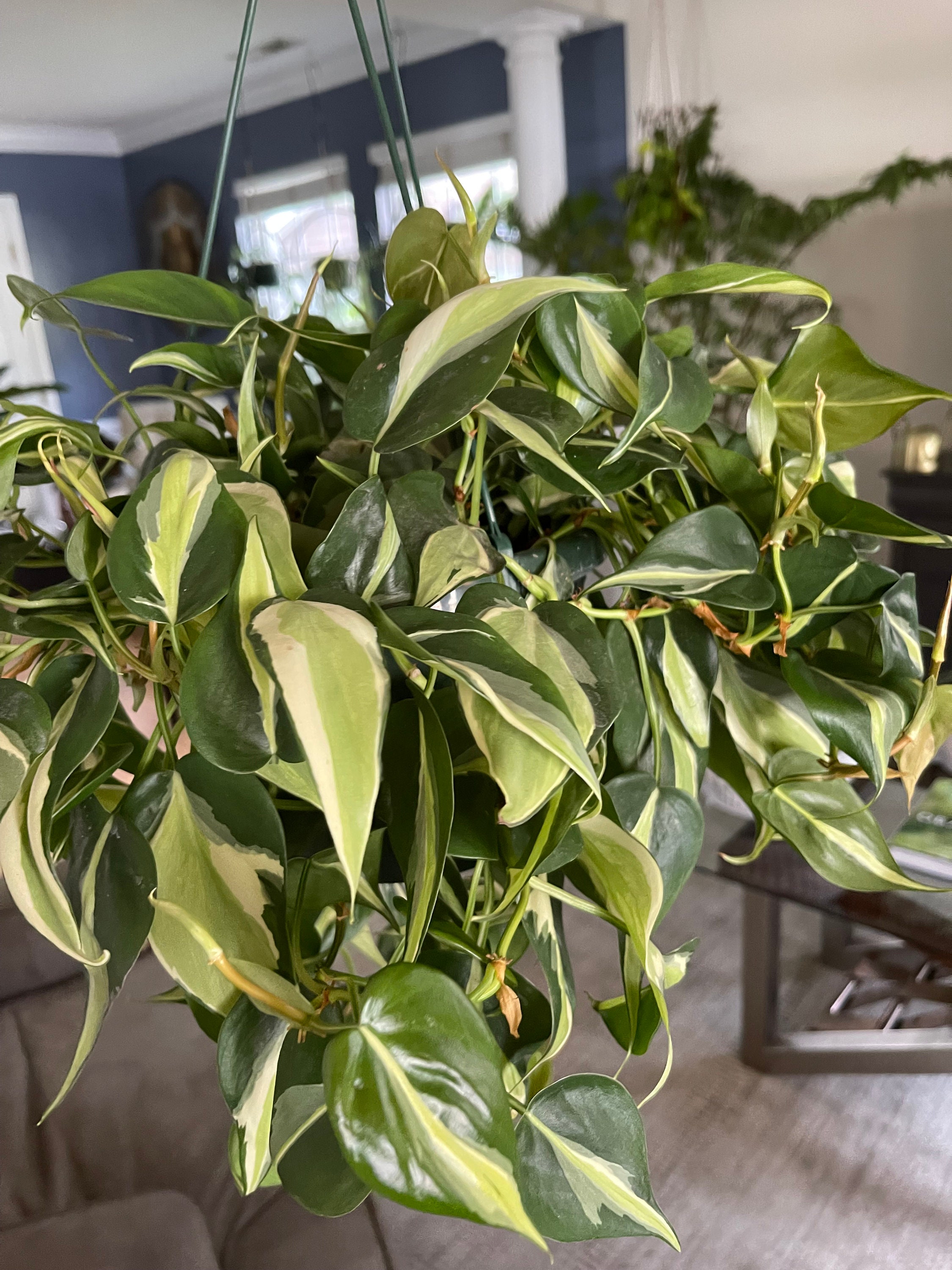 houttuynia cordata plant Chameleon Plant – Pond PIants Online