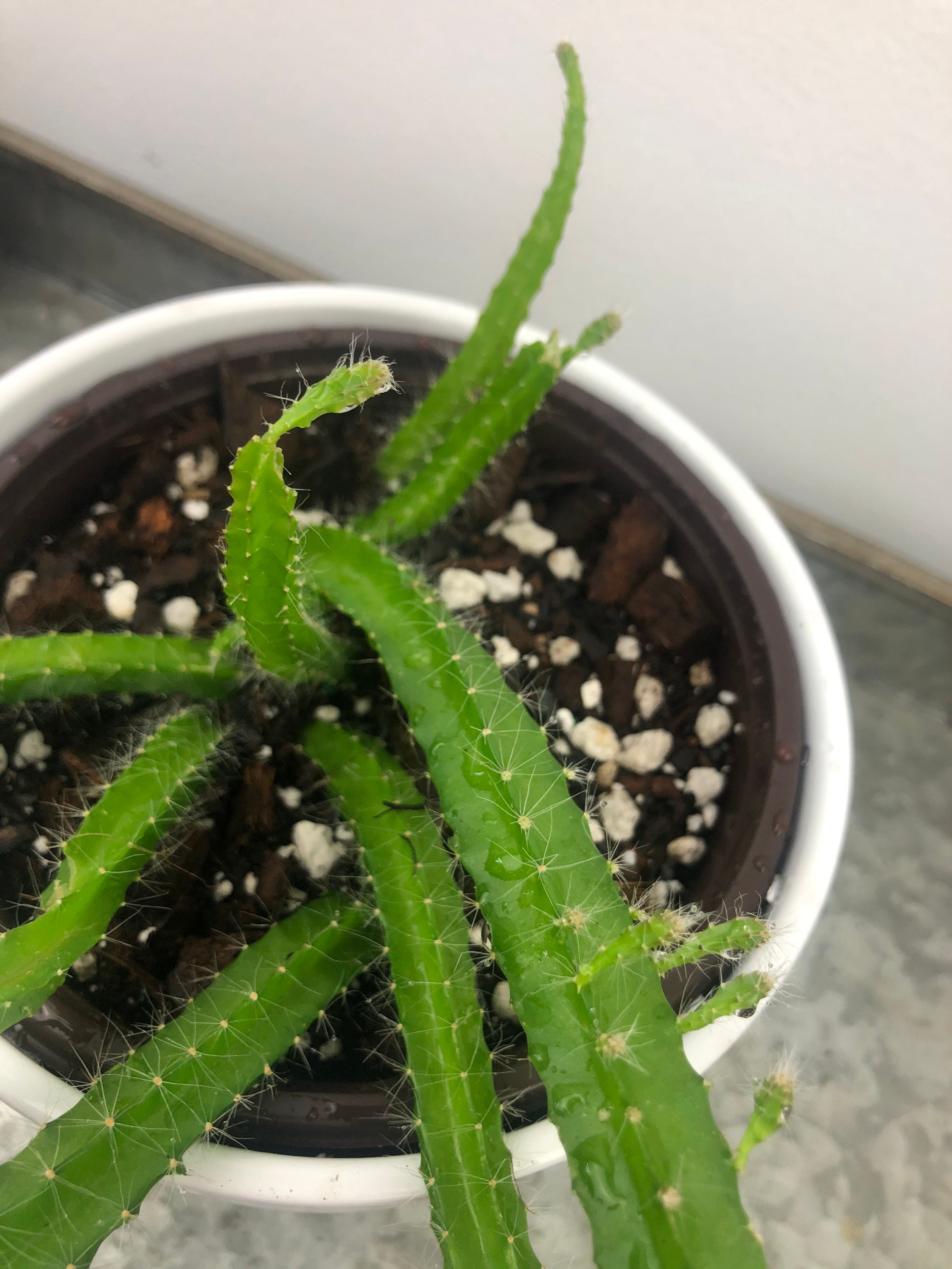 Dog Tail Cactus Cutting | Strophocactus Testudo Aka Selenicereus ...