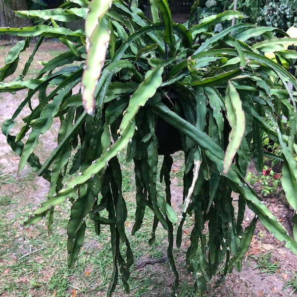 Cuciforme subsp spirales unrooted cutting aka Rhipsalis Selenicereus testudo  - Lepismium cruciformis - one 10” unrooted cuttings