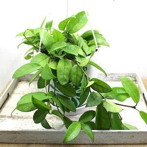 Hoya Carnosa Jade Cutting - 6&quot; Unrooted Cutting