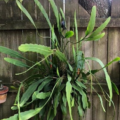 Epiphyllum oxypetalum - Plant Wholesale FlorAccess