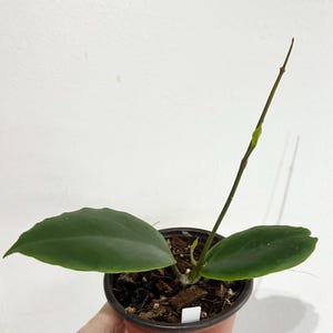 Hoya incrassata in 4" pot - with new growth, rare Hoya, hard to find Hoya - Exact plant #68
