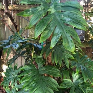 Philodendron mayoi cutting aka Tahiti, Impolitum non-rooted cutting 2 nodes, 2 leaves unrooted cutting, Multiple Nodes, cut fresh image 4