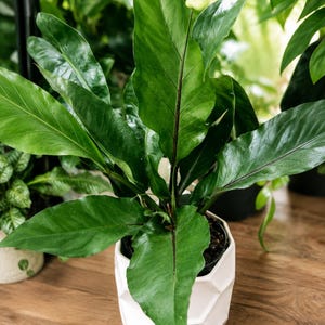 Pu&ograve; includere: Una pianta di Anthurium in vaso con foglie lunghe, appuntite e di un verde scuro lucido, caratterizzate da venature viola scuro. La pianta &egrave; contenuta in un vaso di ceramica bianco, geometrico e sfaccettato, con una struttura esagonale.