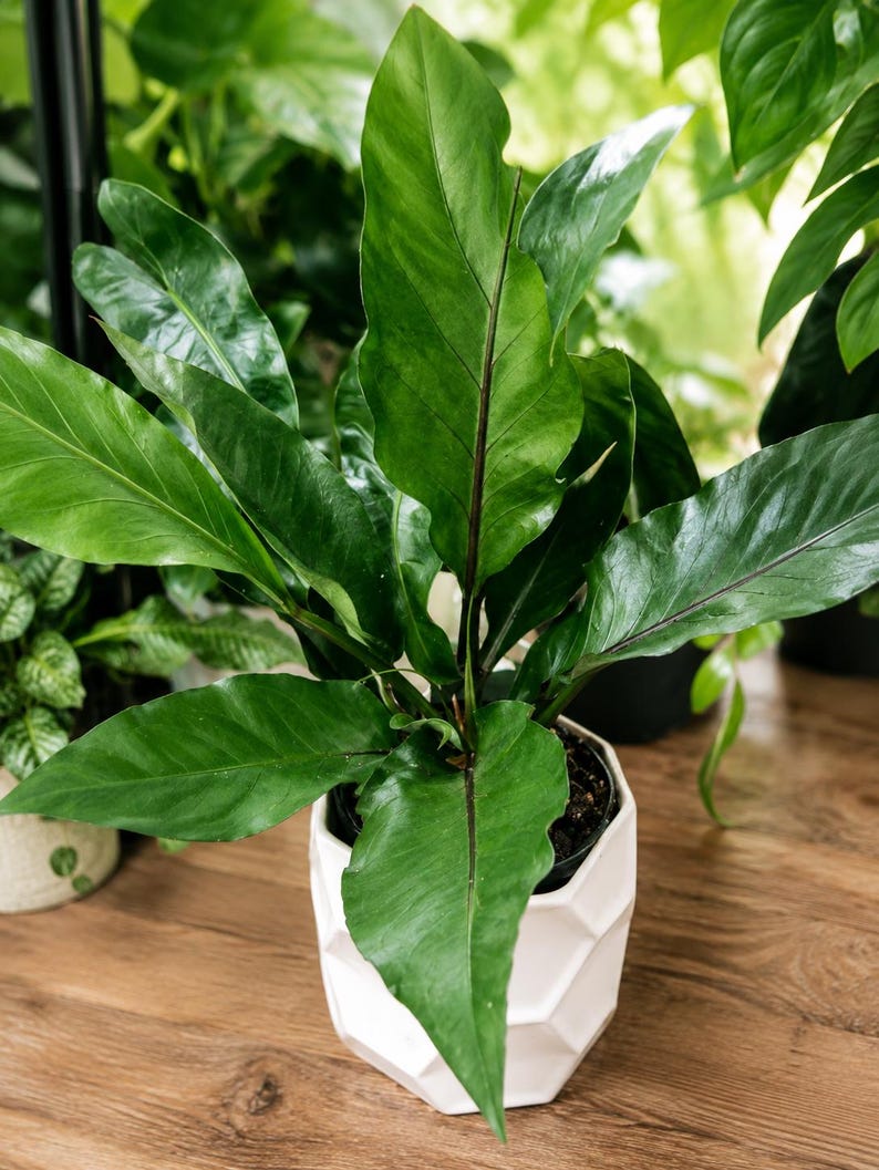 Pu&ograve; includere: Una pianta di Anthurium in vaso con foglie lunghe, appuntite e di un verde scuro lucido, caratterizzate da venature viola scuro. La pianta &egrave; contenuta in un vaso di ceramica bianco, geometrico e sfaccettato, con una struttura esagonale.