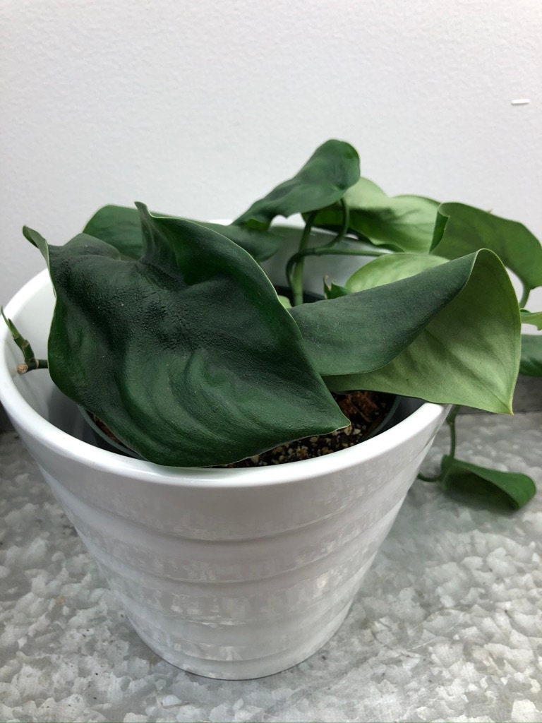 scindapsus pothos pictus