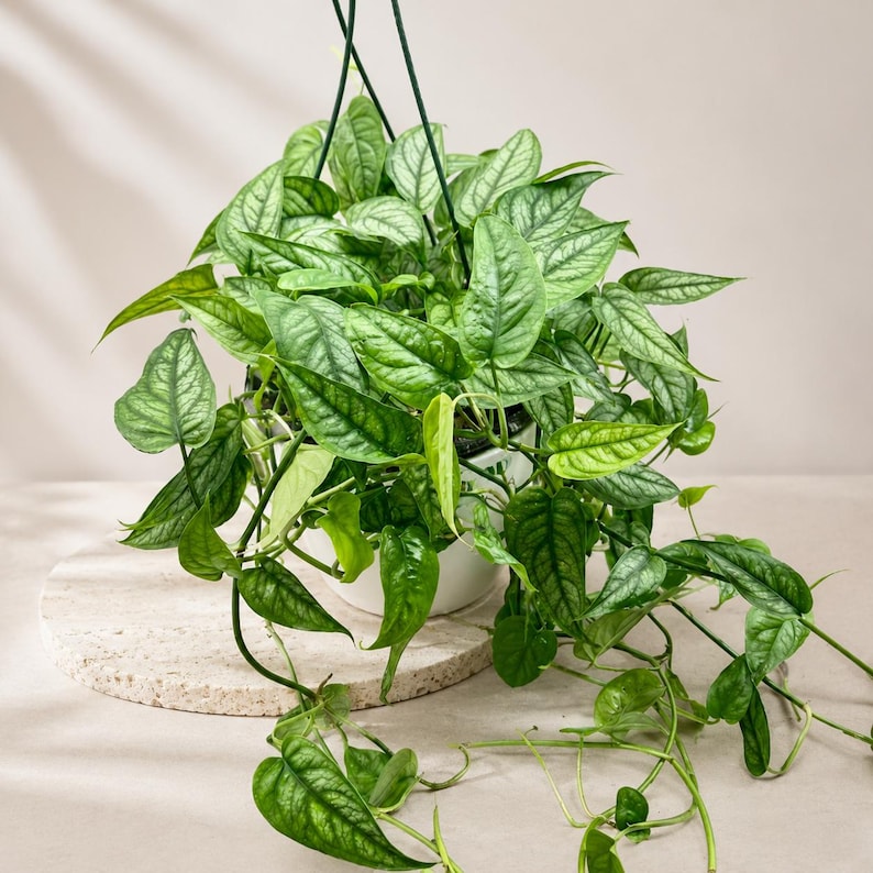 May include: A lush Monstera siltepecana plant with heart-shaped, silver-green leaves featuring dark green veining. The plant is housed in a white hanging pot suspended by thin green wires, with long, trailing vines cascading down from the container.