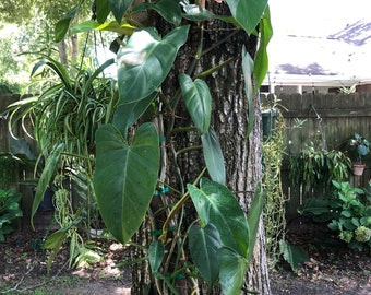 Philodendron Imperial Green unrooted 6" cutting with multiple nodes - Leaves get HUGE