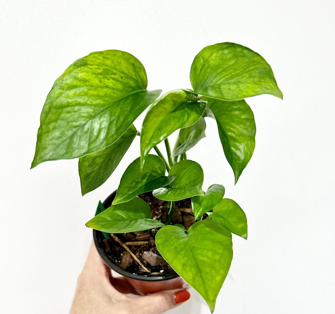 Jessenia Pothos Rare Pothos in 4 Pot Collectors Etsy