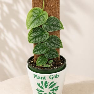 May include: A potted plant with heart-shaped, silver-veined green leaves climbing a rectangular brown coir moss pole. The plant is housed in a white ceramic pot featuring the green text Plant Gab and a stylized green leaf graphic design.