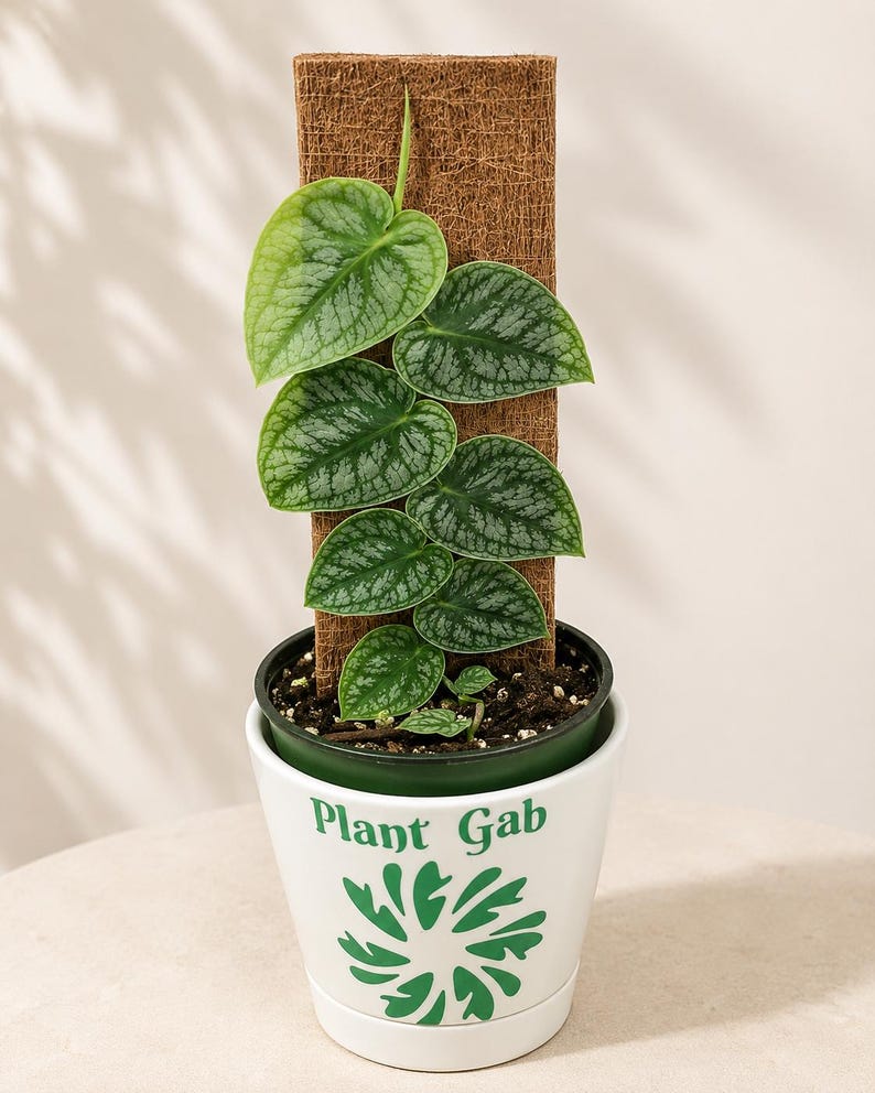 May include: A potted plant with heart-shaped, silver-veined green leaves climbing a rectangular brown coir moss pole. The plant is housed in a white ceramic pot featuring the green text Plant Gab and a stylized green leaf graphic design.