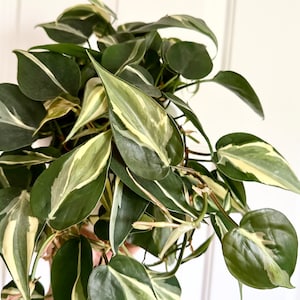 Philodendron Rio Cutting - UNROOTED cutting -  Philodendron Rio cutting - Rio Pothos Plant RARE Cutting aks Philodendron hederaceum 'Rio'