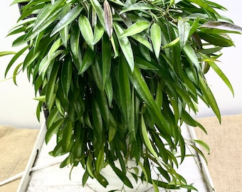 Hoya Wayetii Cutting - 6" Unrooted Cutting of Hoya Wayetii