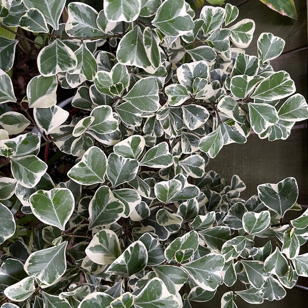 Ficus Triangularis variegata one 6" unrooted cutting - Variegated Ficus Triangularis cutting - Rare Ficus - Variegated Ficus cutting