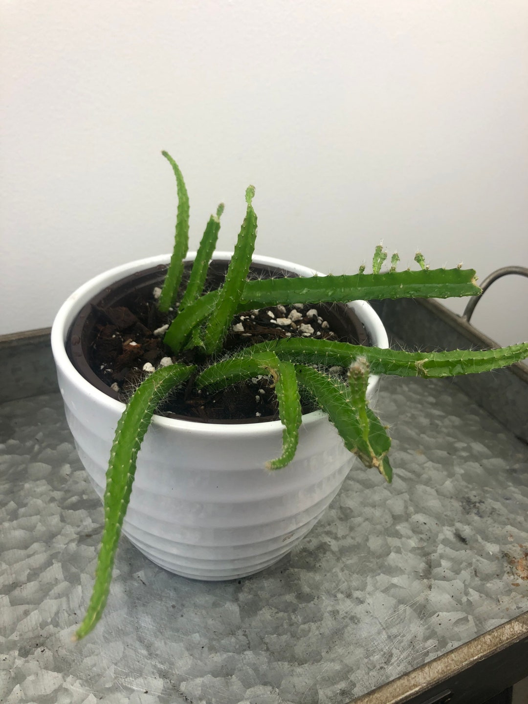 Dog Tail Cactus Cutting | Strophocactus Testudo Aka Selenicereus ...