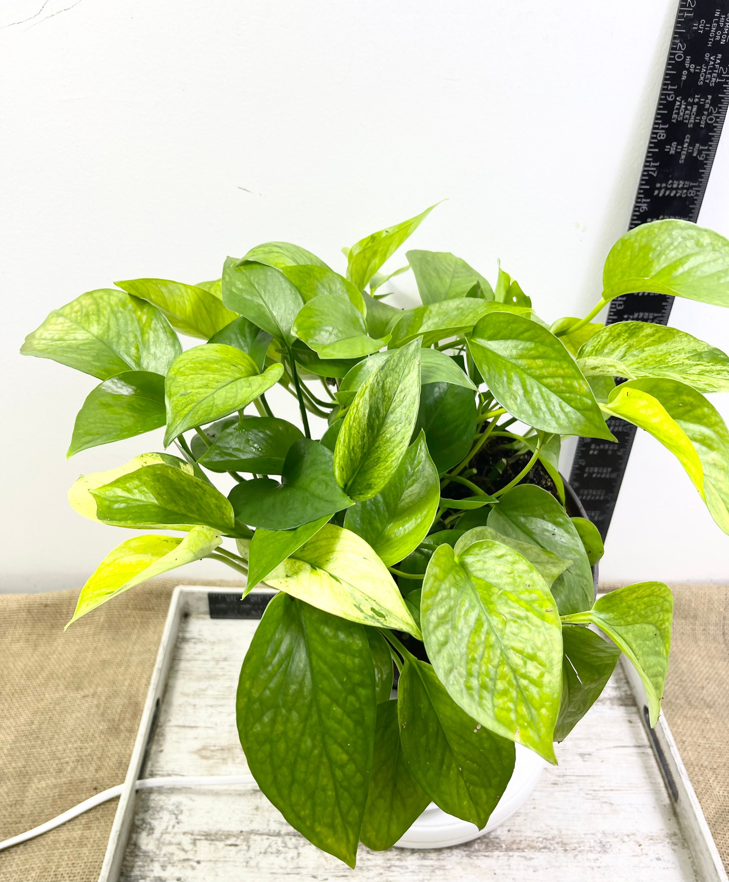 Jessenia Pothos Full Plant Rare Pothos in Large 8 Etsy