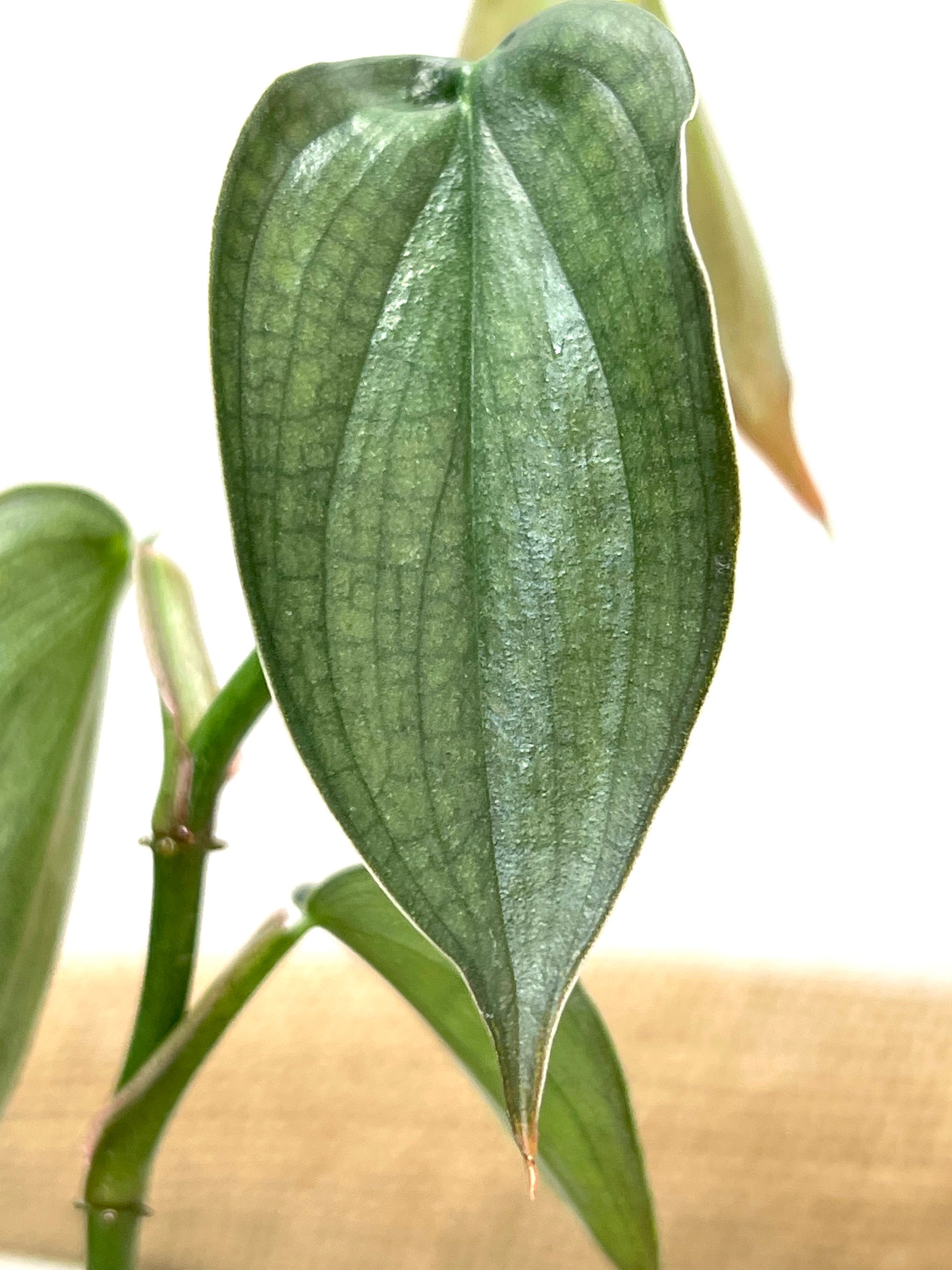 Philodendron Burle Marx fantasy Philodendron Burle Marx | Etsy