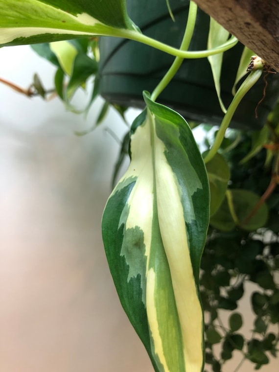 spaghetti squash seeds to plant Spaghetti Squash (In Store Only) – Bonnie Plants