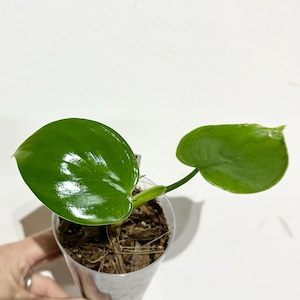 May include: A small potted plant with two large, glossy green leaves. The plant is in a clear plastic pot filled with soil and wood chips. The leaves are heart-shaped and have a vibrant, healthy appearance.