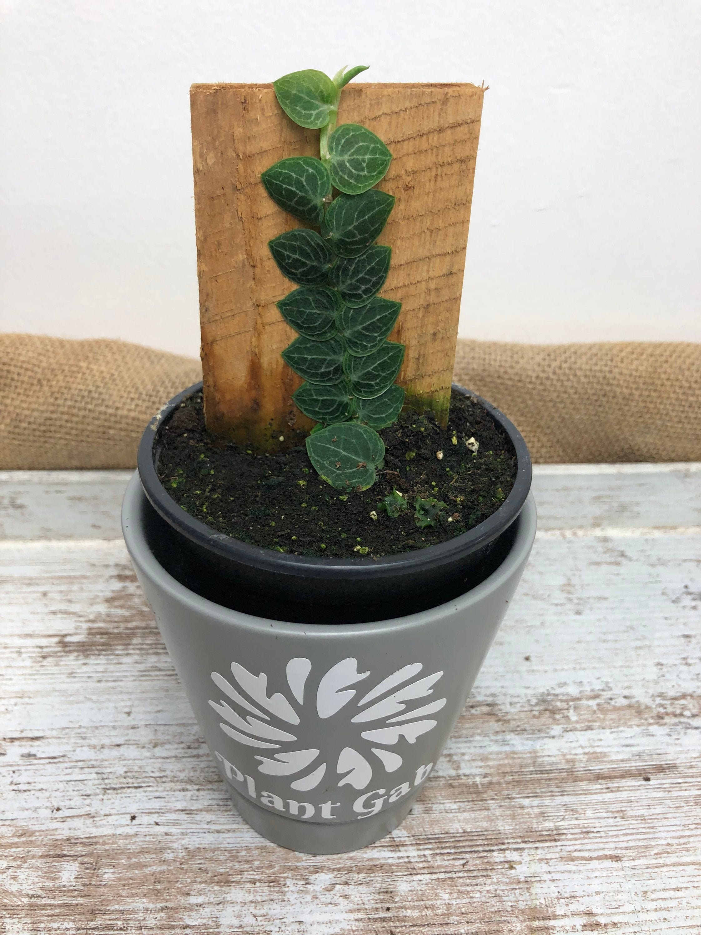 Rhaphidophora Cryptantha Plaque / Rare plant, hard to find shingling …