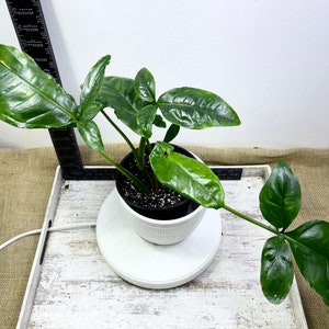 Syngonium auritum unrooted cutting, 2 leaves, 2 node cutting