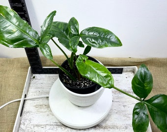 May include: A green Syngonium plant with glossy, arrow-shaped leaves potted in a white textured container. A black L-shaped ruler is positioned behind the plant, showing measurements in inches, with the plant resting on a white circular base.