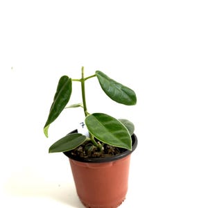 Hoya Ciliata with large Fuzzy Leaves in 4&quot; pot - Exact Plant #7