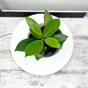 Hoya Sunrise Cutting: Rare Vining Wax Plant, Unrooted cutting 2-Leaf/2-Node