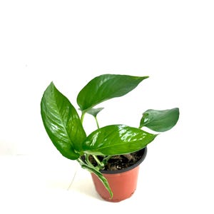 Jade Pothos Plant - Epipremnum Aureum in 4&quot; Pot - Exact Plant P