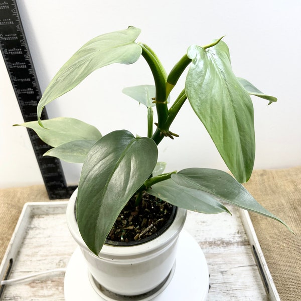 Philodendron Silver Sword unrooted cutting / Philodendron hastatum - one 6” unrooted cutting w multiple nodes