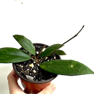 Hoya finlaysonii in 4&quot; pot - with new growth, rare Hoya, hard to find Hoya - Exact Plant #4