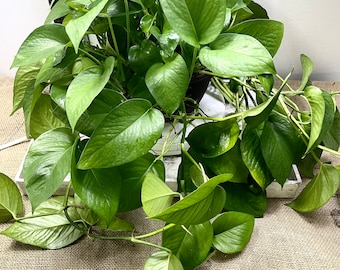 airplane plant succulent Crassula falcata 'Propeller Plant'