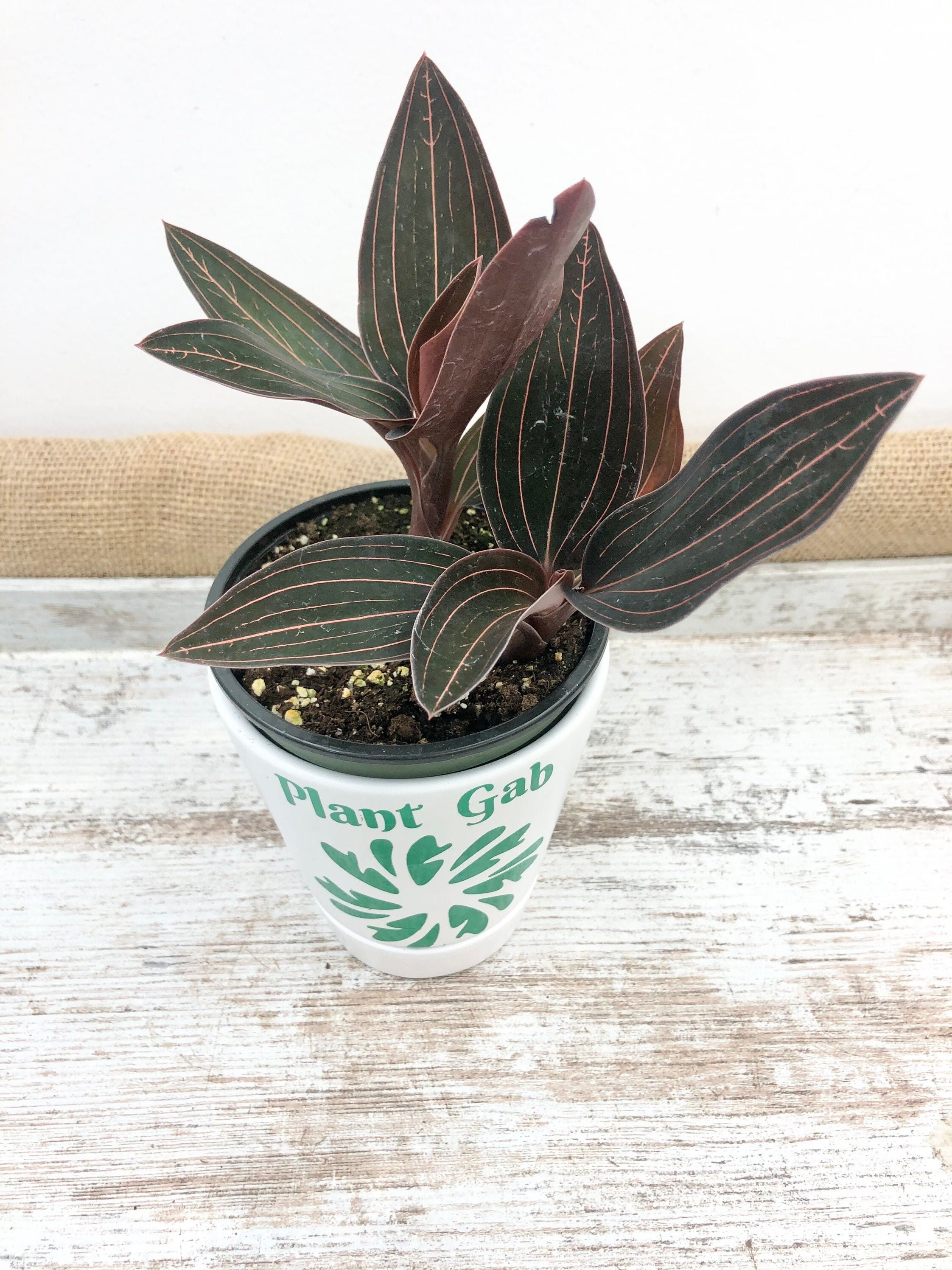 Jewel Orchid - Ludisia discolor aka "Black Jewel Orchid" Mu…