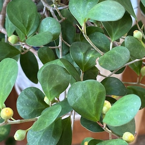 May include: Close-up of a green leafy plant with small yellow buds. The plant has many branches and leaves, and the leaves are heart-shaped.