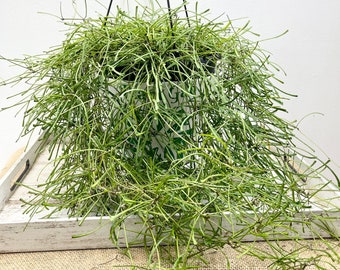 Hoya Retusa cuttings aka Grass Leaf Hoya 2 UNRROTED 6 inch cuttings with multiple nodes