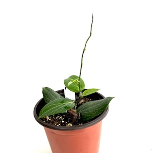 Hoya Fitchii: Rare Indoor Plant in 4&quot; Pot - New Growth - Exact Plant N