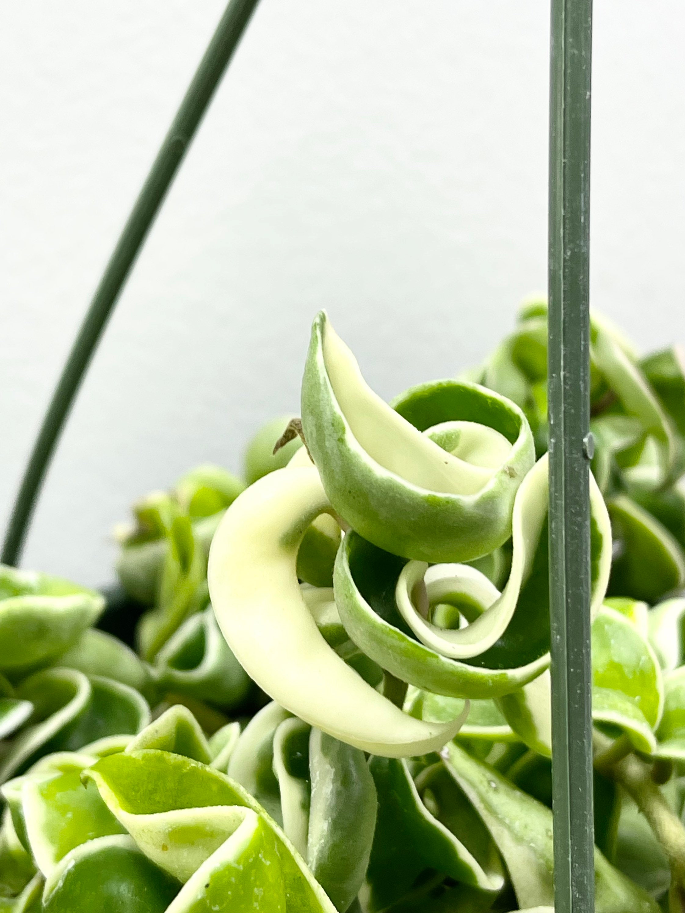 Hoya Carnosa Compacta Variegata Cutting Variegated Rope Hoya Etsy