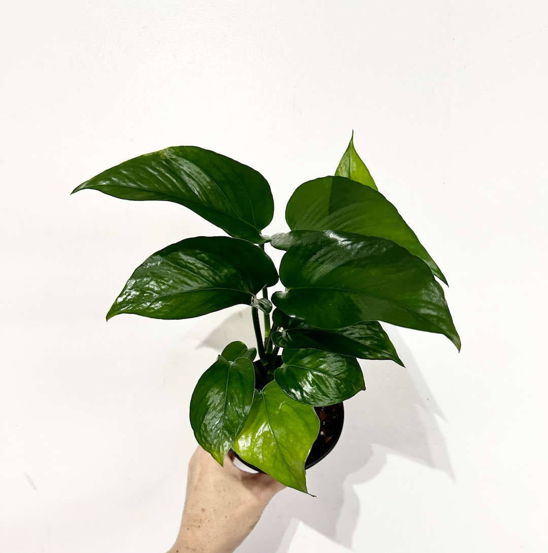 Jade Pothos Beautiful Green Jade Pothos in 4 Pot Exact Plant 9 Etsy