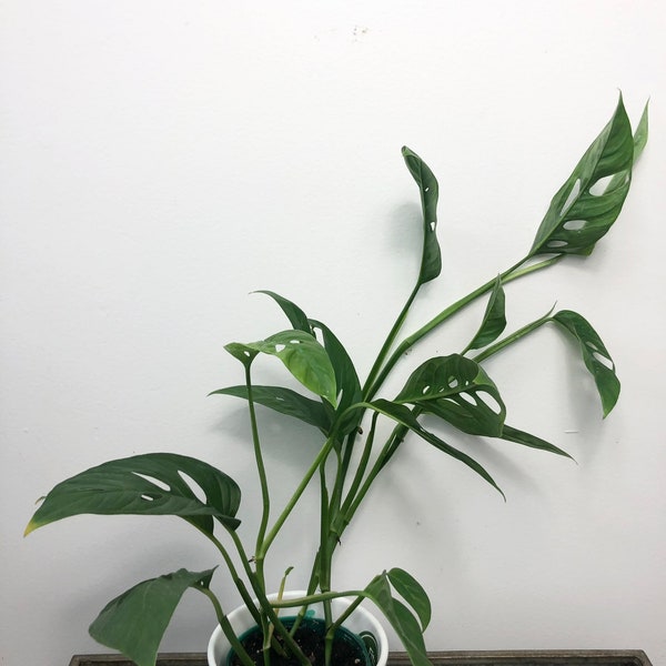 Monstera adansonii narrow form aka Swiss Cheese Vine shown in 4” pot Well established plant narrow form