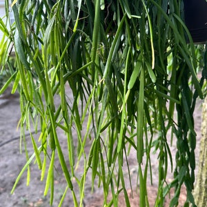 Rhipsalis Micrantha Cutting - Unrooted Cutting (6&quot; Long)