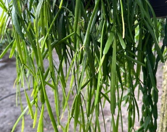 Rhipsalis micrantha cutting - Rhipsalis cutting - Succulent - One unrooted 6" long cutting