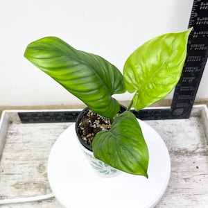 heart philodendron 4