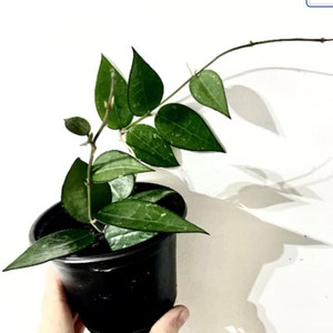 Hoya Parasitica "Black Margin"- unrooted cutting - one node 2 leaf cutting, rare Hoya, hard to find Hoya