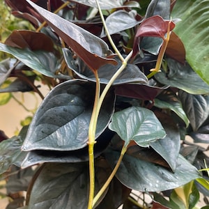 May include: A Philodendron plant featuring dark, deep-green to near-black heart-shaped leaves with a glossy finish. The foliage displays prominent veins and is supported by light green stems that contrast with the dark, rich color of the leaves.